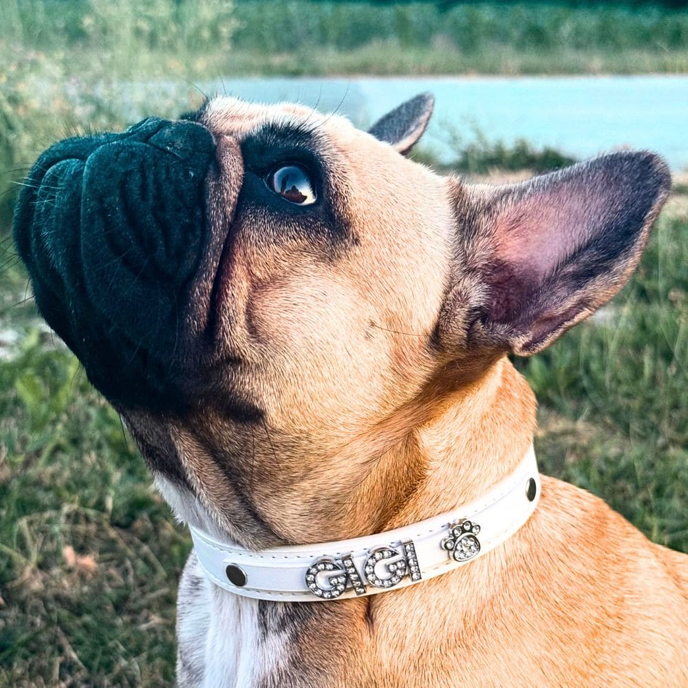 Collaré Original Ovratnica | 1+1 BREZPLAČNO